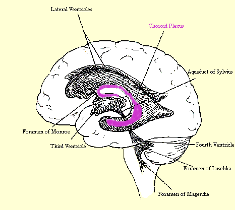 Choroid Plexus